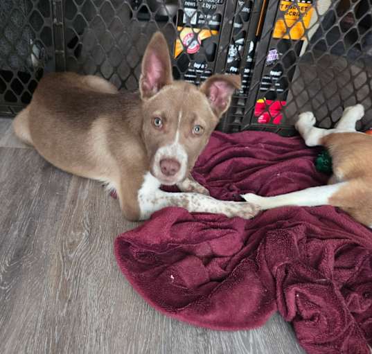 Photo of Loki