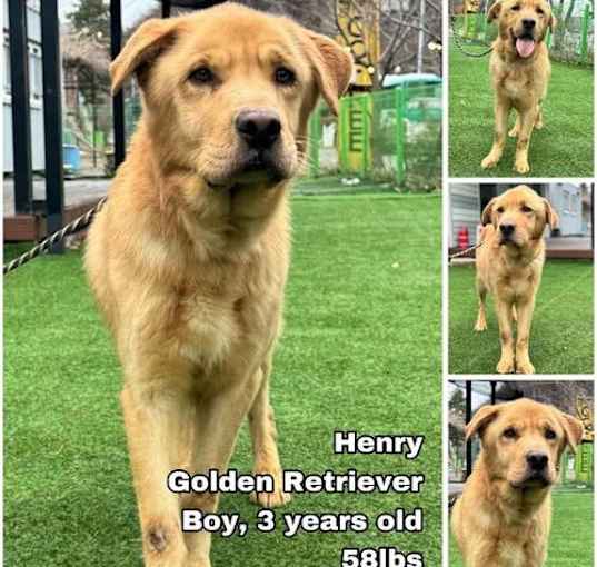 Photo of Henry from Korea