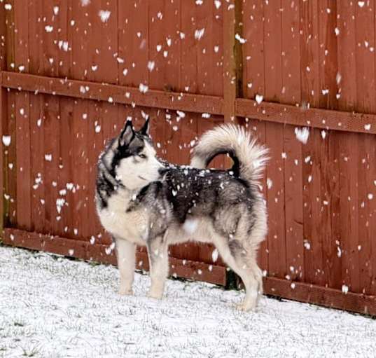 Photo of Koda
