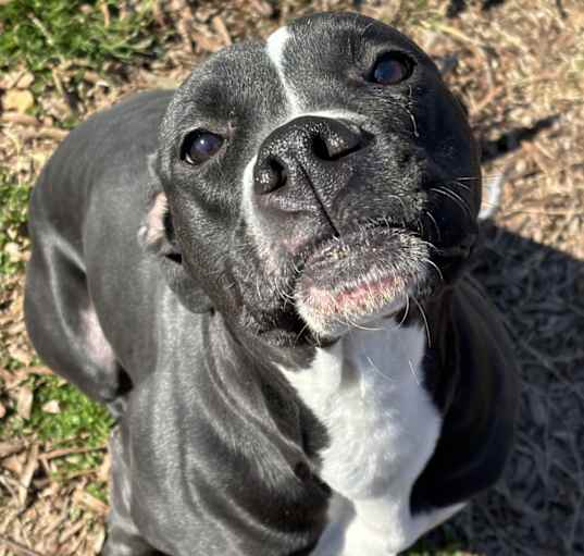 Photo of Luna
