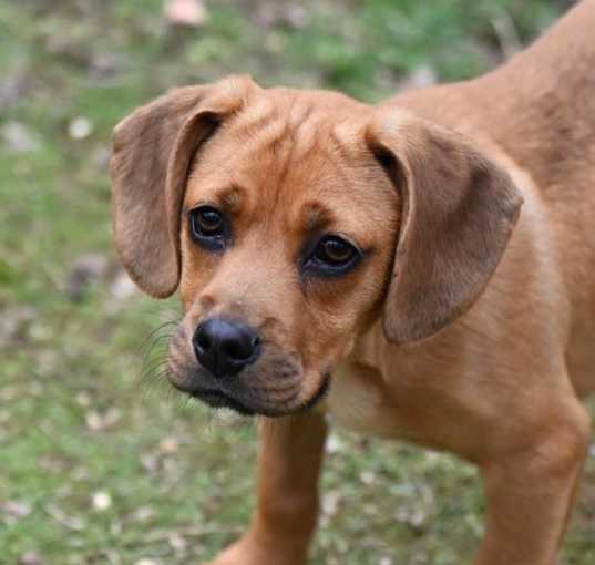 Photo of Henry