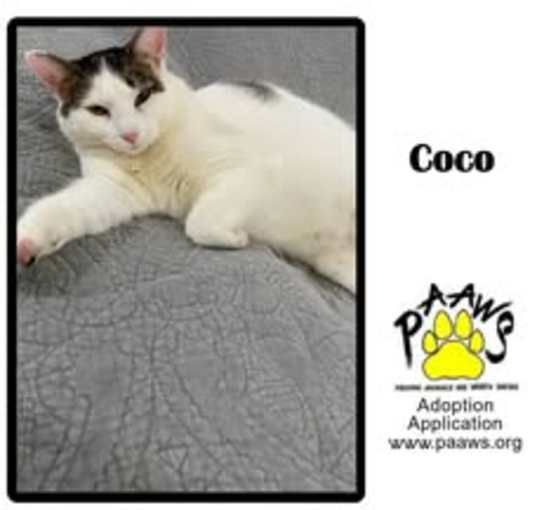 Photo of Coco