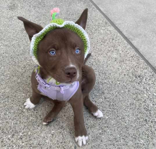 Photo of Osita (little bear)