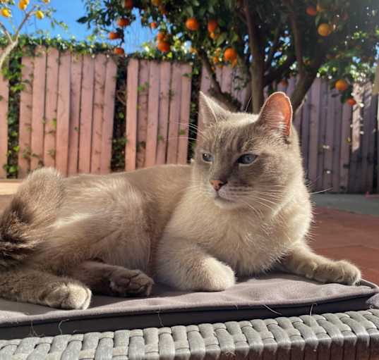 Photo of Lemon
