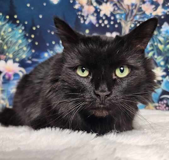 Photo of Binx