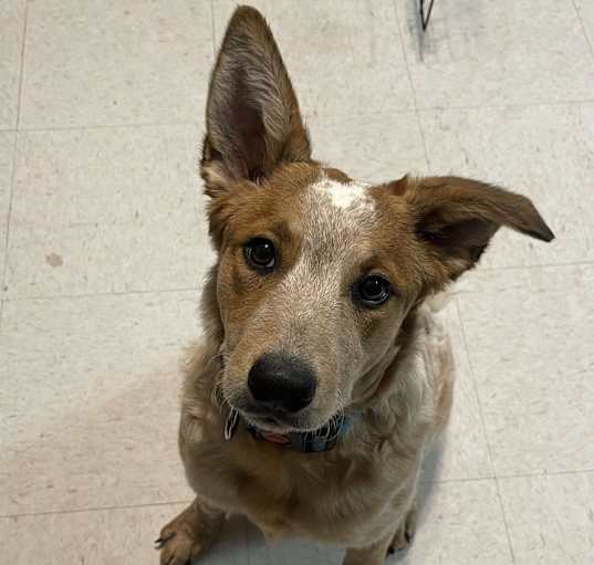 Photo of Nova