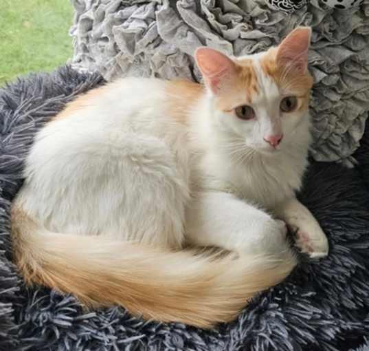 Photo of Hemi
