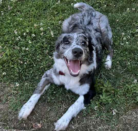 Photo of Ryder