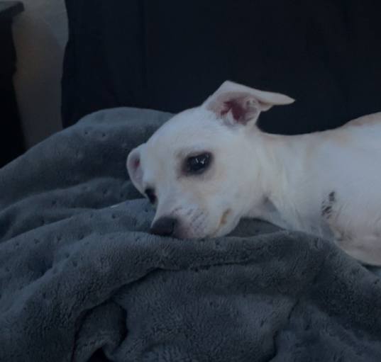 Photo of indica