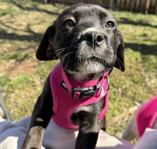 Photo of Penelope