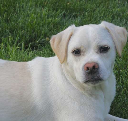 Photo of Dexter