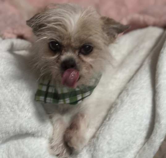 Photo of MISS CUPID