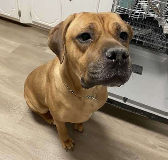 Photo of Reignbow(Bobo)