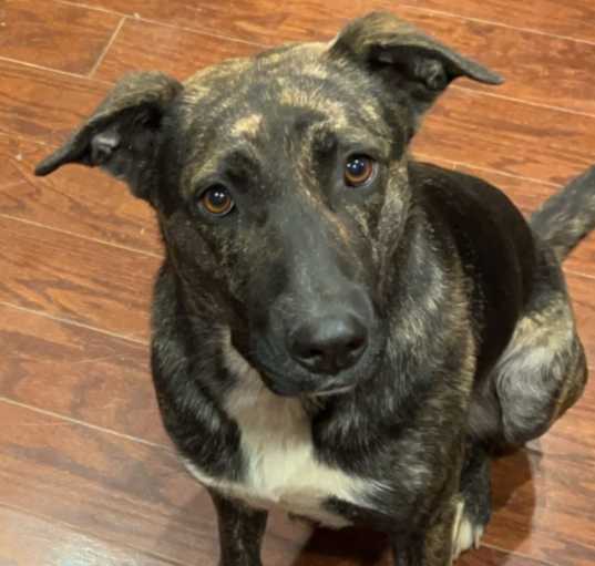 Photo of Luna