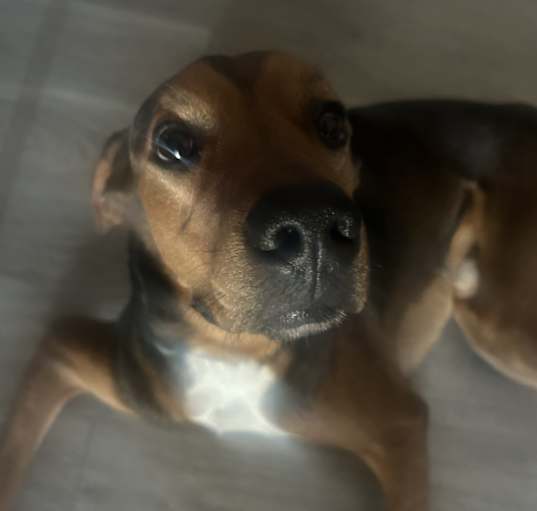 Photo of Caspian