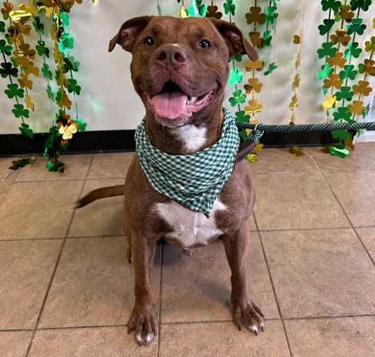 Photo of Scotch
