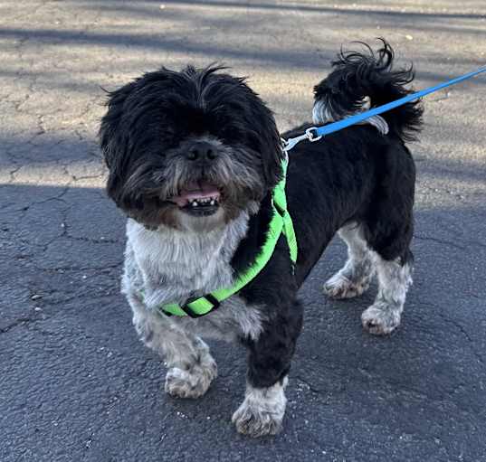 Photo of Oliver