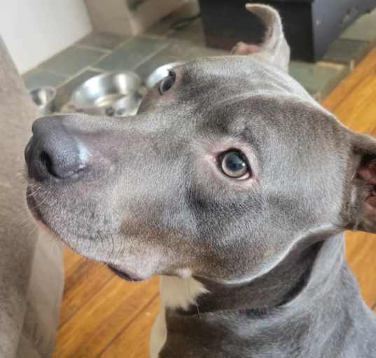 Photo of Rudolph (Rudy)