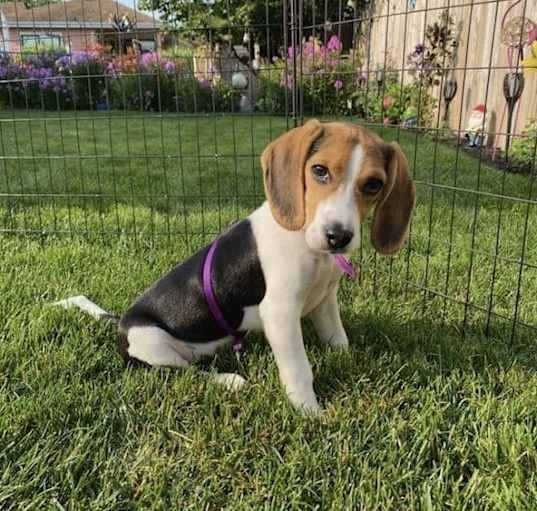 Photo of Chloe