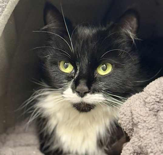 Photo of Luna