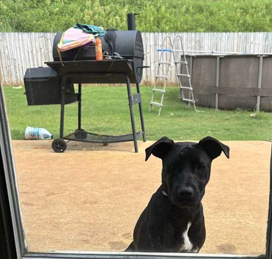 Photo of Pepper