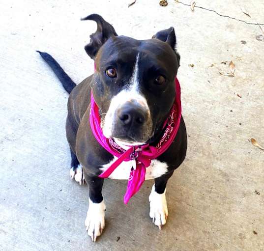 Photo of Lady