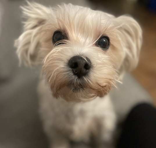 Photo of Loki