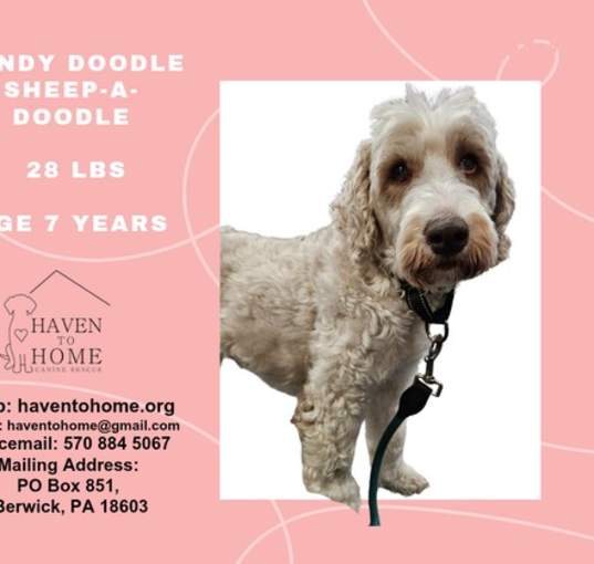 Photo of Sandy Doodle