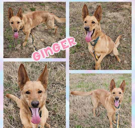 Photo of Ginger