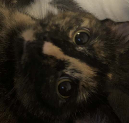 Photo of Pumpkin