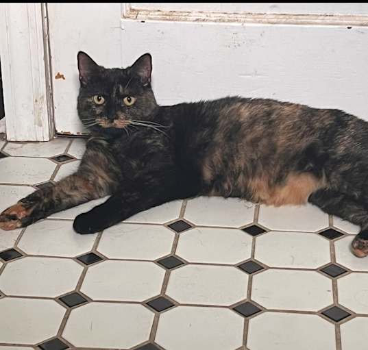 Photo of Binkx
