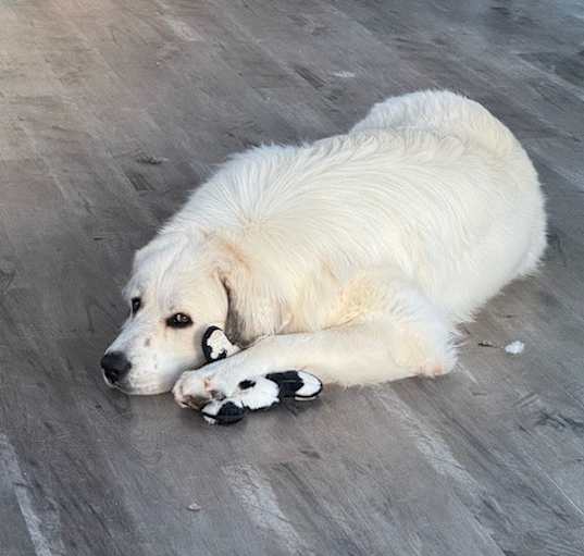Photo of Juno