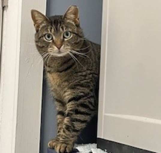 Photo of Stripes