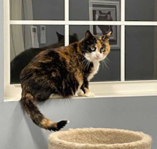 Photo of Patches
