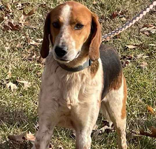 Photo of Iver: Not At the Shelter (Wendy)
