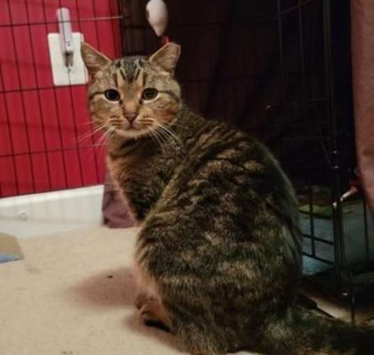 Photo of Bagheera