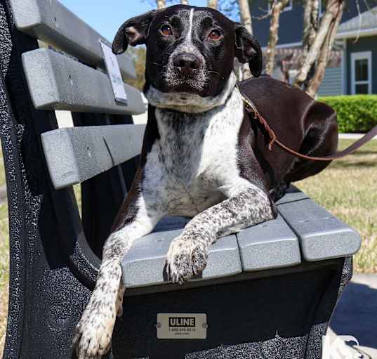 Photo of Blackjack