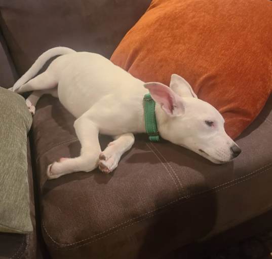 Photo of Kramer