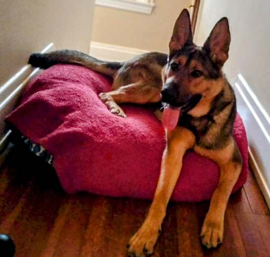 Photo of Bodhi