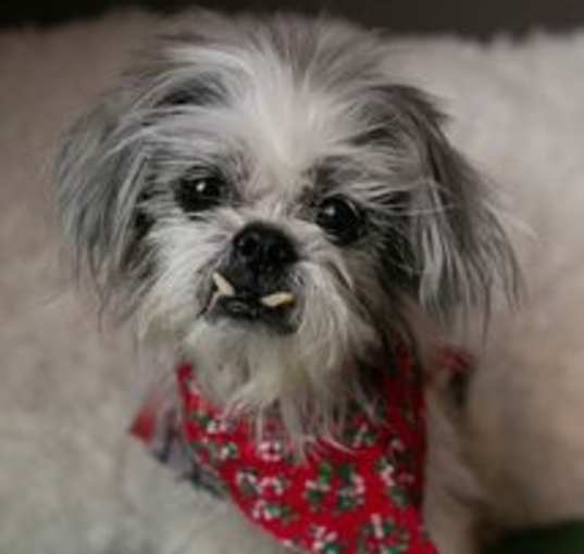 Photo of Cosmo