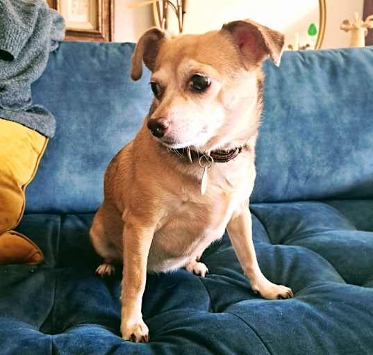 Photo of Daphne