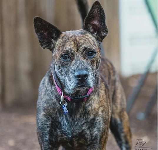 Photo of Frankie