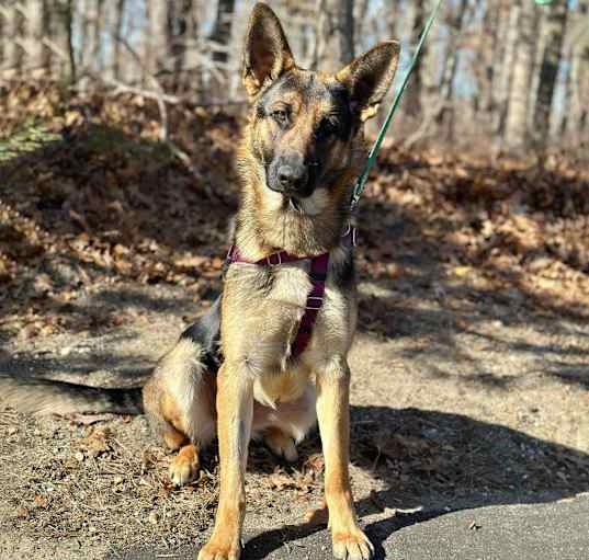 Photo of Ripley