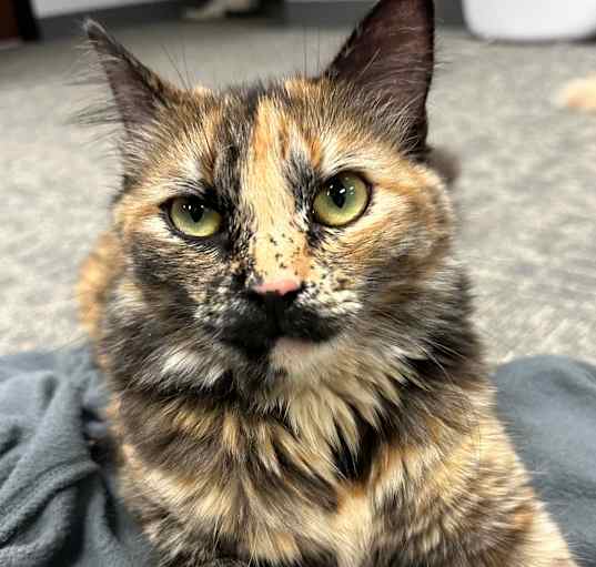 Photo of Magnolia