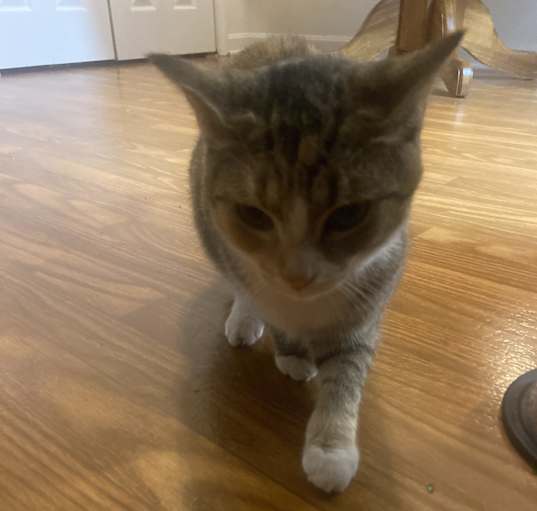 Photo of Kitty