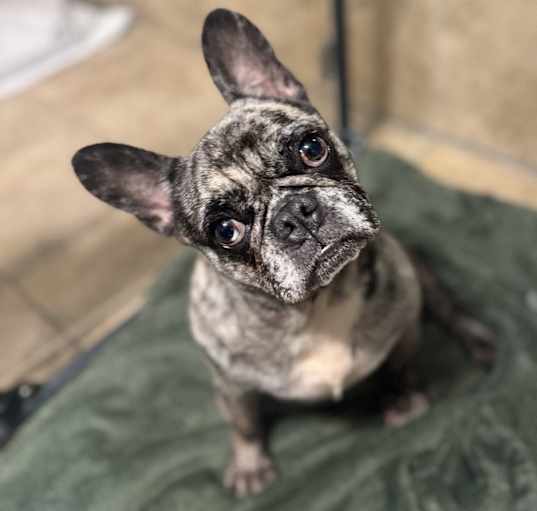 Photo of Missy