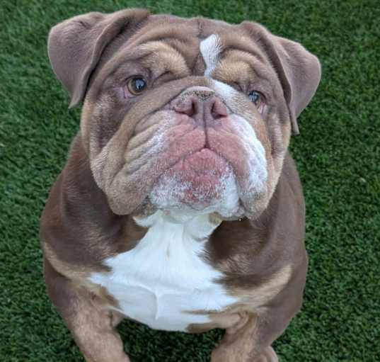 Photo of Moose
