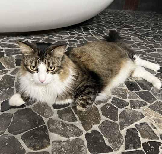 Photo of Baxter
