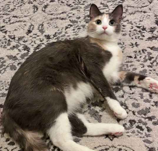 Photo of Berry