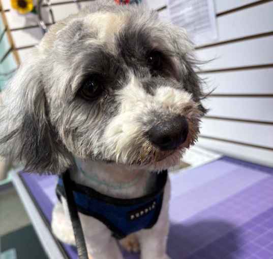 Photo of Starsky